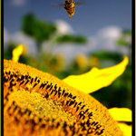 Hele běž si na jinou !