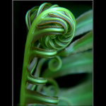 <B>Jedna z Botanický...