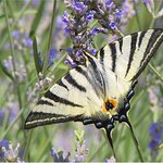 Ještě jeden motýlek - taky na levanduli :-)