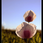 mák při západu slunce