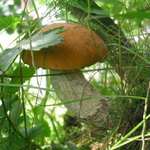 Křemenáč osikový