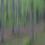 lll Bukovina lll