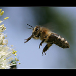 bzzzzzzz....