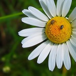 Zírám, div mi oči nevypadnou...