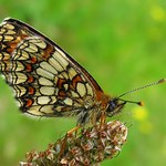 Hnědásek jitrocelový