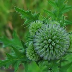 Bělotrn kulatohlavý