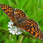 Hnědásek jitrocelový II.