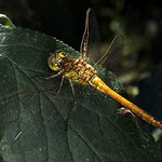 Vazka na spendliku (strom :-) )