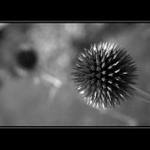 somebody is watching me