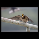 <B>..Mááám hlaaad !!..