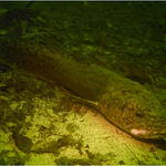 "Mník ležící bdící"