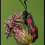 Vřetenuška obecná