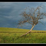 ...u staré pastviny...