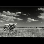 ..:: Letní květ ::..