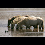 Nasávání pod dohledem