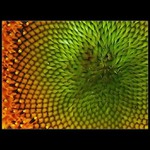 ...být včelou tak mám strach...