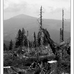 <b>Koutky našich hor a skal VI.</b> - černohorské rašeliniště