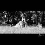 <b>No. #28</b><br>