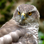 <b> jestřáb lesní</b>