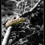 Jaster... II.