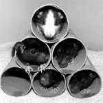 <b> Pavlač  :)), aneb jedna garsonka je jeste volna...</b>