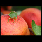 Sklízení meruňek aneb mimikry