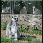 Všichni už jsou v kleci, nebo nee?