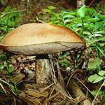 Překvapení v borůvčí