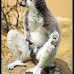 Zlato začínám bez tebe !