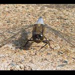 No tak dělej bolí mě křídla !