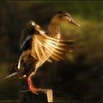 ...já to snad neusuším...