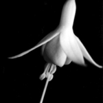 křehká krása Fuchsie