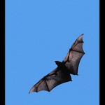 - Setkání s Batmanem -