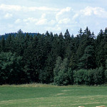 Pole a lány