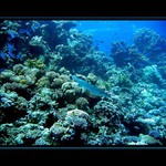 Barakuda..není lehké ji vidět