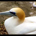 Gannet ...