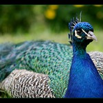 ::Nerušte můj klid::