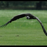 třímetrové rozpětí ...