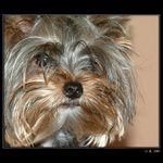 Jsem malý, ale šikovný...