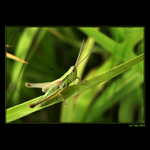 <b>... Koníček ... </B><br>