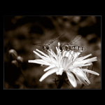 <b>... B zz z z  ...</b><br>