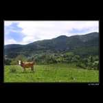 <b>... Milka ... </B><br>