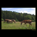 <b>... Kone  ...</b><br>