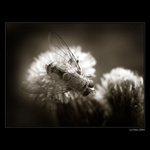 <b>... B zz z z II.  ...</b><br>