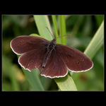 <b>.: OKÁČ PROSÍČKOVÝ <font size=5>♂</font> :.</b>