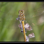 <b>.:. Vážka rudá <i>(Sympetrum sanguineum)</i> <font size=5>♀</font>.:.</b>