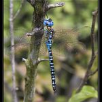<b>.:. Šidlo modré <i>(Aeschna cyanea)</i> .:.</b>