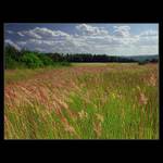 <b> .:. ... a trávy začínají kvést... .:. </b>