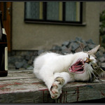 Nech Tondu hlídat lahváče...?!