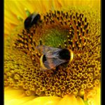 Dokolečka, dokola...